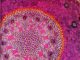 Scientific illustration of a root seen through a microscope, all purple and magenta in round geometries. In the 1970s, this looked like the future.