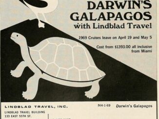 Scientific illustration of a tortoise and blue-footed booby, done in a mid-century cartoon style, as part of an ad for Lindblad Travel in 1969.