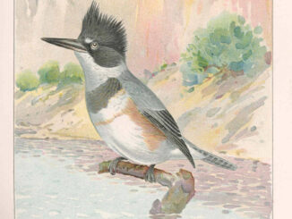 Scientific illustration of a kingfisher, ready to catch fish in upstate New York of the 1890s.