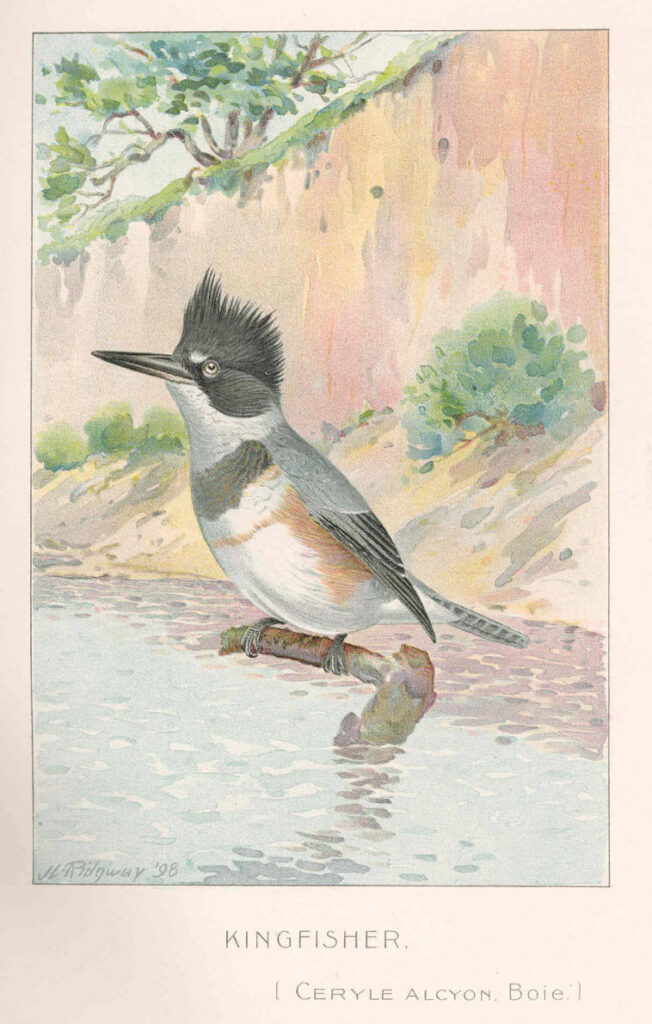 Scientific illustration of a kingfisher, ready to catch fish in upstate New York of the 1890s.