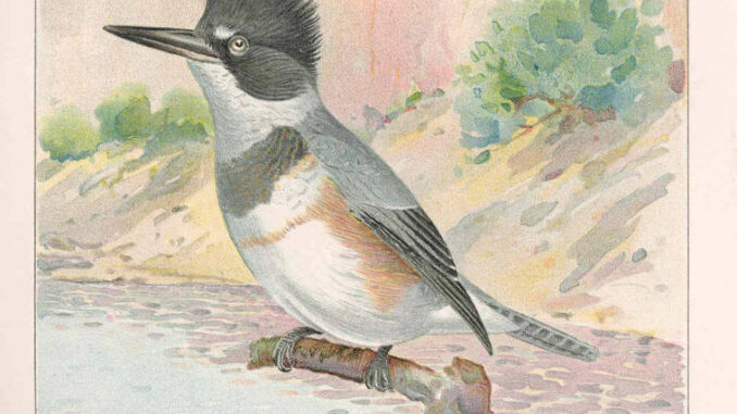 Scientific illustration of a kingfisher, ready to catch fish in upstate New York of the 1890s.