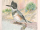 Scientific illustration of a kingfisher, ready to catch fish in upstate New York of the 1890s.