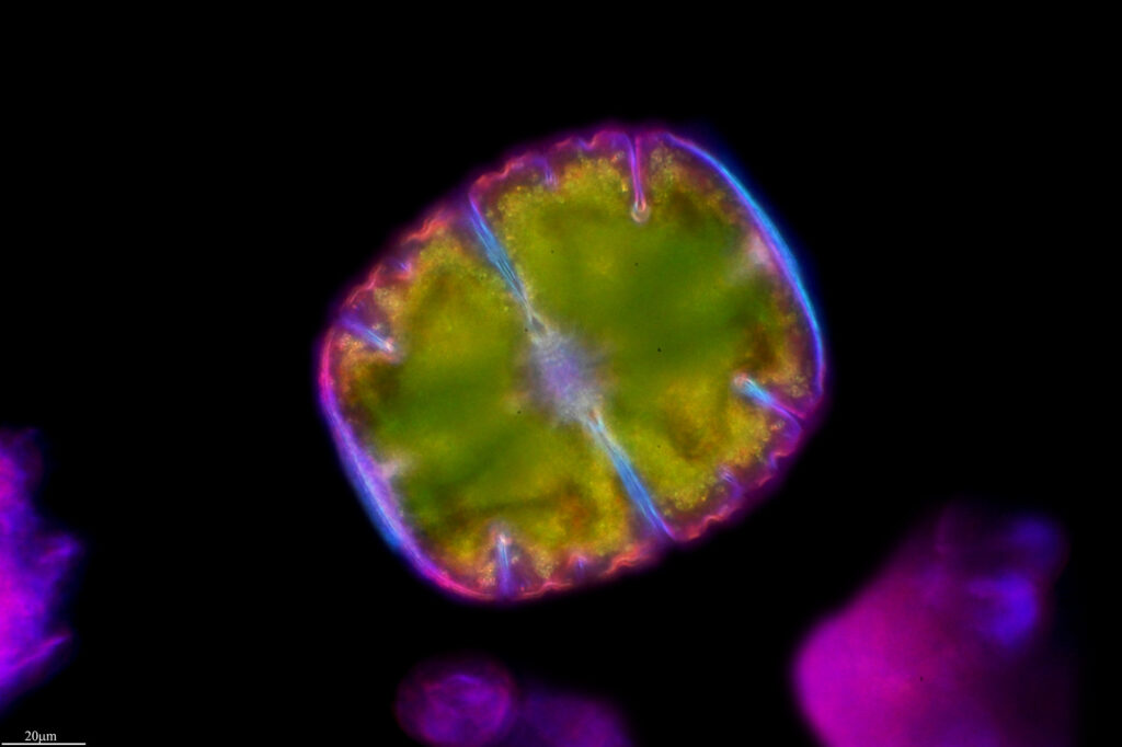 Scientific illustration of a star algae, geometric green with a purple outline, against the black expanse of a peat bog.