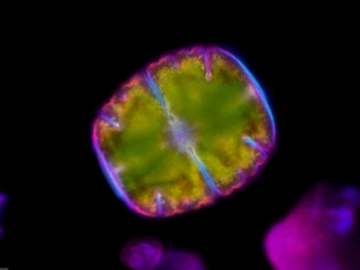 Scientific illustration of a star algae, geometric green with a purple outline, against the black expanse of a peat bog.