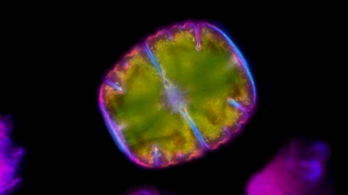 Scientific illustration of a star algae, geometric green with a purple outline, against the black expanse of a peat bog.