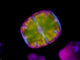 Scientific illustration of a star algae, geometric green with a purple outline, against the black expanse of a peat bog.