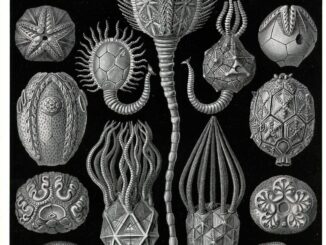 scientific illustration of crinoid relatives called "cystoidea" - a black background with white stalked and tentacled creatures, something like a cross between opium pods and goose-neck barnacles.