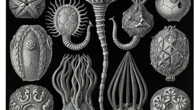 scientific illustration of crinoid relatives called "cystoidea" - a black background with white stalked and tentacled creatures, something like a cross between opium pods and goose-neck barnacles.