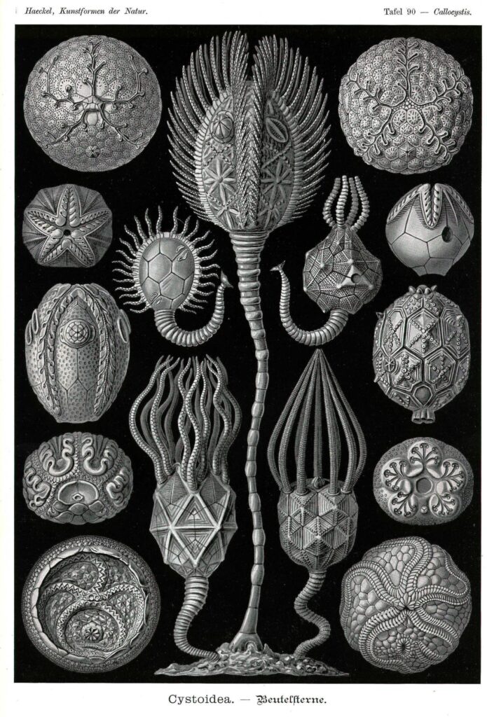 scientific illustration of crinoid relatives called "cystoidea" - a black background with white stalked and tentacled creatures, something like a cross between opium pods and goose-neck barnacles.