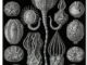 scientific illustration of crinoid relatives called "cystoidea" - a black background with white stalked and tentacled creatures, something like a cross between opium pods and goose-neck barnacles.