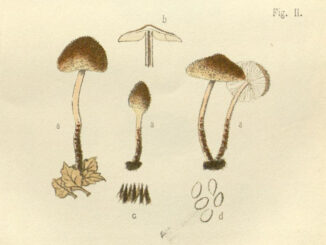 Scientific illustration of the mushroom Lepiota echinella, also known as Cystoderma echinellum, small, brown found on the forest floor, seen in cross-section and whole in various stages of growth.