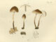 Scientific illustration of the mushroom Lepiota echinella, also known as Cystoderma echinellum, small, brown found on the forest floor, seen in cross-section and whole in various stages of growth.