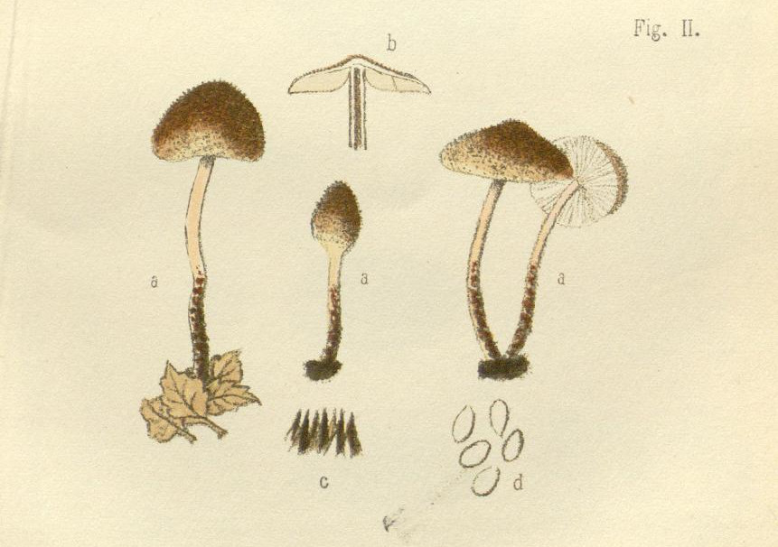 Scientific illustration of the mushroom Lepiota echinella, also known as Cystoderma echinellum, small, brown found on the forest floor, seen in cross-section and whole in various stages of growth.