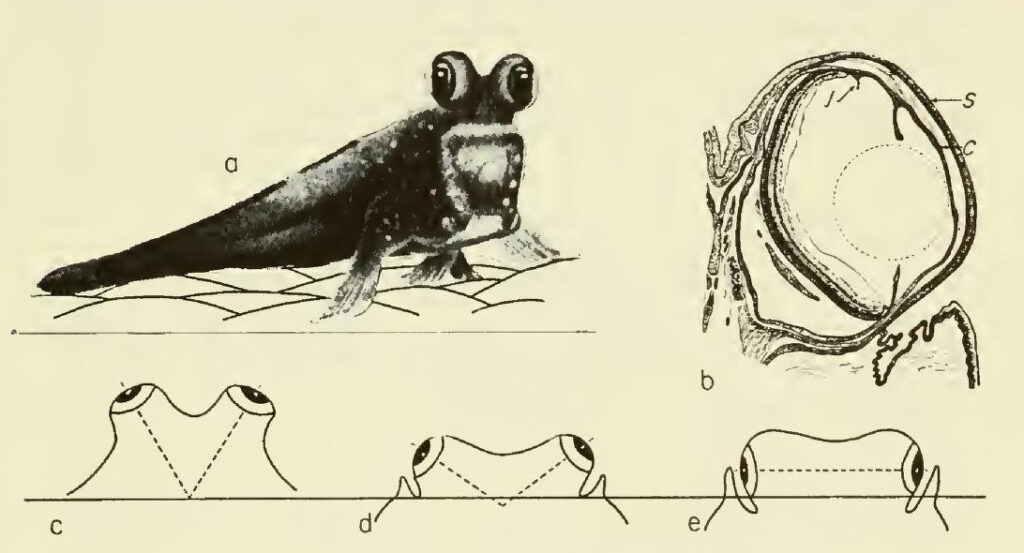 Scientific illustration of a mudskipper emerging from the water and looking out in air, with diagrams of mudskipper eyeballs and eye positioning.