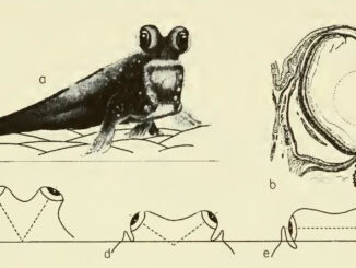 Scientific illustration of a mudskipper emerging from the water and looking out in air, with diagrams of mudskipper eyeballs and eye positioning.