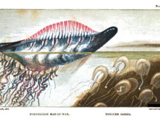 Scientific illustration of portugugese man-of-war and tongued sarsia, medusans living near the ocean's surface in amorphous and tentacled splendor.