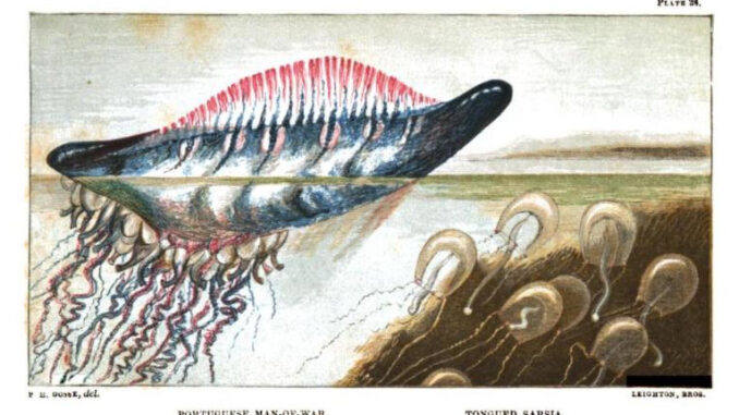 Scientific illustration of portugugese man-of-war and tongued sarsia, medusans living near the ocean's surface in amorphous and tentacled splendor.