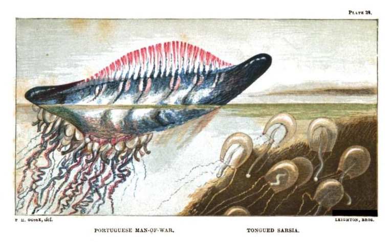 Scientific illustration of portugugese man-of-war and tongued sarsia, medusans living near the ocean's surface in amorphous and tentacled splendor.
