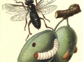 Scientific illustration of a sawfly feeding on a plum, purplish-black insect glittering darkly over a white larva on a hard, green fruit.