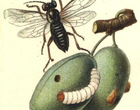 Scientific illustration of a sawfly feeding on a plum, purplish-black insect glittering darkly over a white larva on a hard, green fruit.