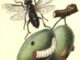 Scientific illustration of a sawfly feeding on a plum, purplish-black insect glittering darkly over a white larva on a hard, green fruit.