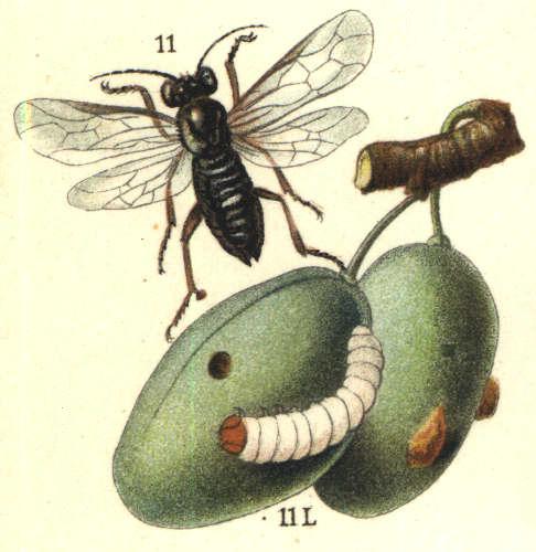 Scientific illustration of a sawfly feeding on a plum, purplish-black insect glittering darkly over a white larva on a hard, green fruit.