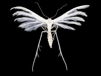 Scientific illustration of a white plume moth, long legs, very white against a black background.