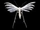 Scientific illustration of a white plume moth, long legs, very white against a black background.
