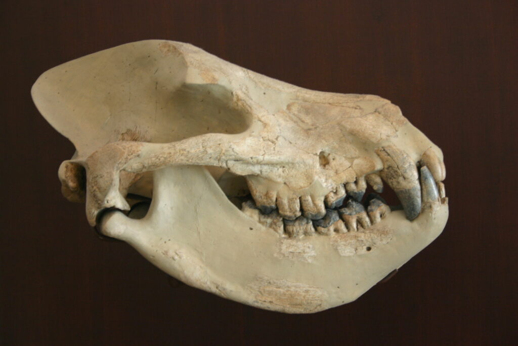 Scientific illustration of a mesonychid, a "wolf with hooves." It's an ivory-colored skull with rounded jaw and prominent, conical canine teeth against a black background. The curvature of the prehistoric jaws is almost like a hungry smile.