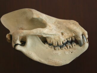 Scientific illustration of a mesonychid, a "wolf with hooves." It's an ivory-colored skull with rounded jaw and prominent, conical canine teeth against a black background. The curvature of the prehistoric jaws is almost like a hungry smile.