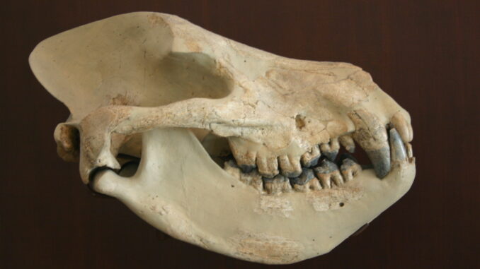 Scientific illustration of a mesonychid, a "wolf with hooves." It's an ivory-colored skull with rounded jaw and prominent, conical canine teeth against a black background. The curvature of the prehistoric jaws is almost like a hungry smile.