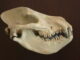 Scientific illustration of a mesonychid, a "wolf with hooves." It's an ivory-colored skull with rounded jaw and prominent, conical canine teeth against a black background. The curvature of the prehistoric jaws is almost like a hungry smile.