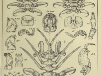 Scientific illustration of a whale louse, or whale lice, in a symmetrical collage of spiny legs and many details of heads, growth stages, body parts.