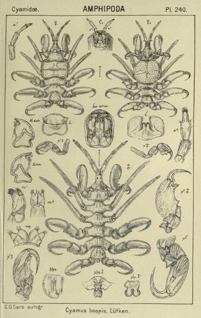 Scientific illustration of a whale louse, or whale lice, in a symmetrical collage of spiny legs and many details of heads, growth stages, body parts.