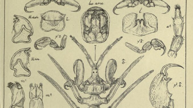 Scientific illustration of a whale louse, or whale lice, in a symmetrical collage of spiny legs and many details of heads, growth stages, body parts.