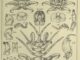 Scientific illustration of a whale louse, or whale lice, in a symmetrical collage of spiny legs and many details of heads, growth stages, body parts.