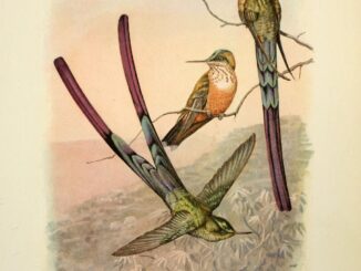 Scientific illustration of the Aethereal Sylph hummingbird, brilliant reds and greens and long, ornamental tails - now known as the violet-tailed sylph.