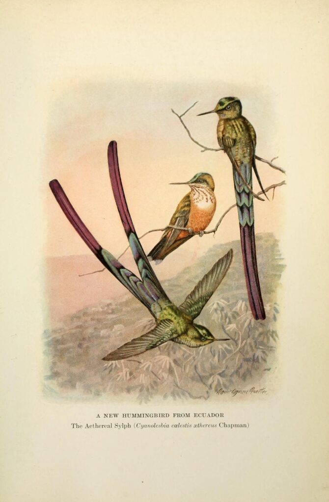 Scientific illustration of the Aethereal Sylph hummingbird, brilliant reds and greens and long, ornamental tails - now known as the violet-tailed sylph.