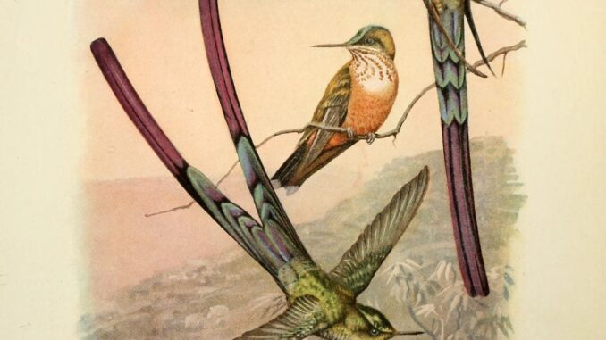 Scientific illustration of the Aethereal Sylph hummingbird, brilliant reds and greens and long, ornamental tails - now known as the violet-tailed sylph.
