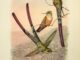 Scientific illustration of the Aethereal Sylph hummingbird, brilliant reds and greens and long, ornamental tails - now known as the violet-tailed sylph.