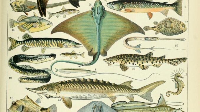 Scientific illustration of many fish, arrayed in splendor: sharks, rays, skates, lungfish, anglerfish, sea horses, porcupine fish, so many fish.