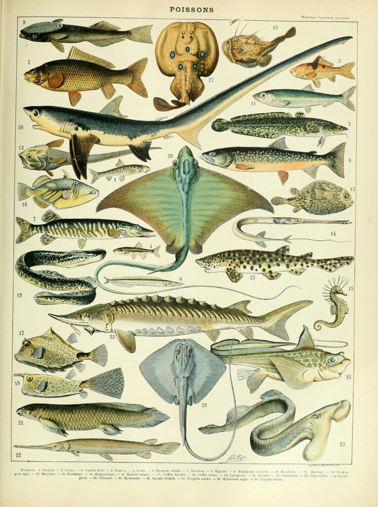 Scientific illustration of many fish, arrayed in splendor: sharks, rays, skates, lungfish, anglerfish, sea horses, porcupine fish, so many fish.