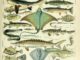 Scientific illustration of many fish, arrayed in splendor: sharks, rays, skates, lungfish, anglerfish, sea horses, porcupine fish, so many fish.