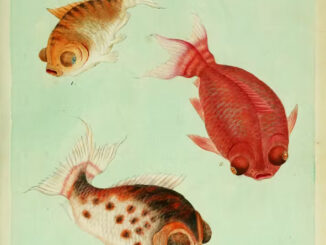 Scientific illustration of three goldfish, iridescent in gold, orange, and silver, with the partially adorable and partially monstrous faces of overweight pugs: pursed lips, full cheeks, and bulging eyes.
