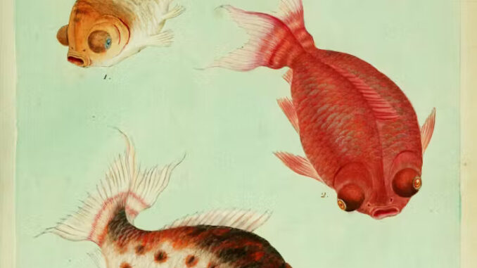 Scientific illustration of three goldfish, iridescent in gold, orange, and silver, with the partially adorable and partially monstrous faces of overweight pugs: pursed lips, full cheeks, and bulging eyes.