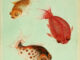 Scientific illustration of three goldfish, iridescent in gold, orange, and silver, with the partially adorable and partially monstrous faces of overweight pugs: pursed lips, full cheeks, and bulging eyes.
