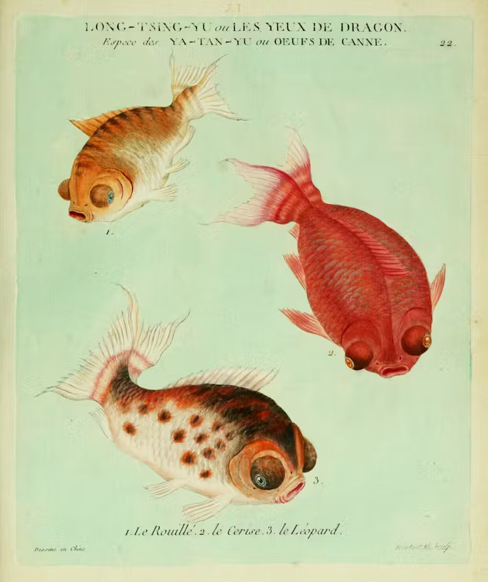 Scientific illustration of three goldfish, iridescent in gold, orange, and silver, with the partially adorable and partially monstrous faces of overweight pugs: pursed lips, full cheeks, and bulging eyes.
