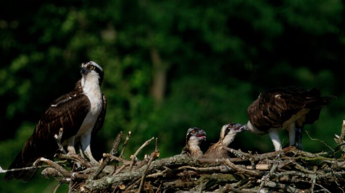 Scientific illustration of ospreys, a family of black-and-white birds of prey, two parents feeding their young above the trees of a waterway.