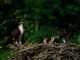 Scientific illustration of ospreys, a family of black-and-white birds of prey, two parents feeding their young above the trees of a waterway.