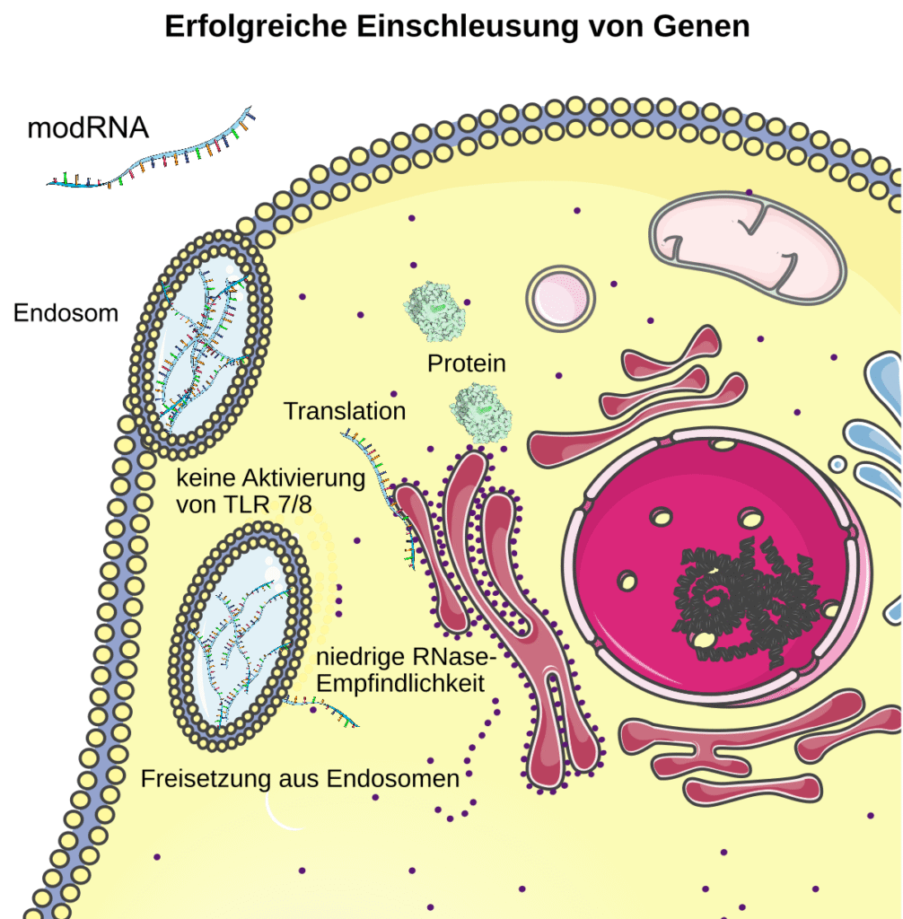 Scientific illustration of RNA and mRNA doing stuff inside a cell.